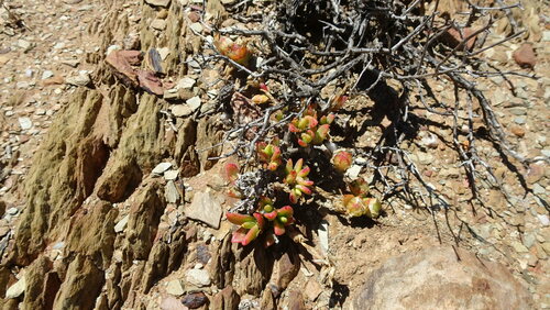 Sceletium expansum