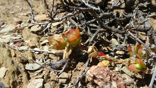Sceletium expansum 2