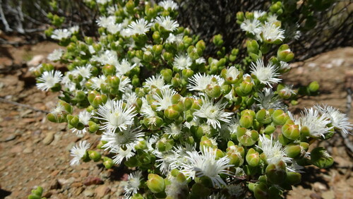 Image of Drosanthemum praecultum by (c) Paul Emms, some rights reserved (CC BY-SA)