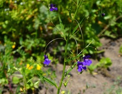 Neogaerrhinum strictum