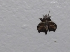 Penthesilea difficilis