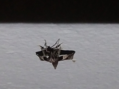 Penthesilea difficilis