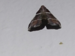 Penthesilea difficilis