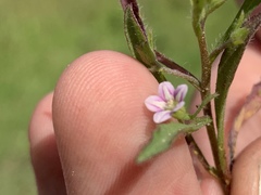 Convolvulus simulans