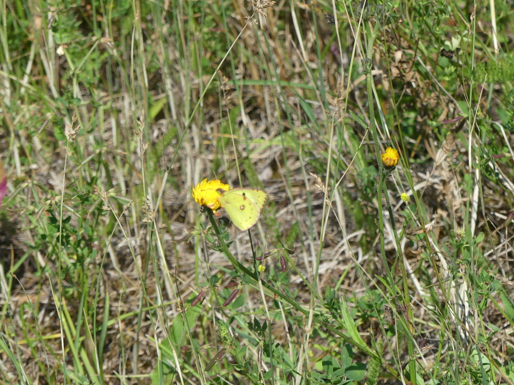 pale-clouded-yellow-from-31683-obernkirchen-deutschland-on-july-19