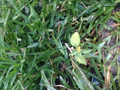 Calyptocarpus vialis