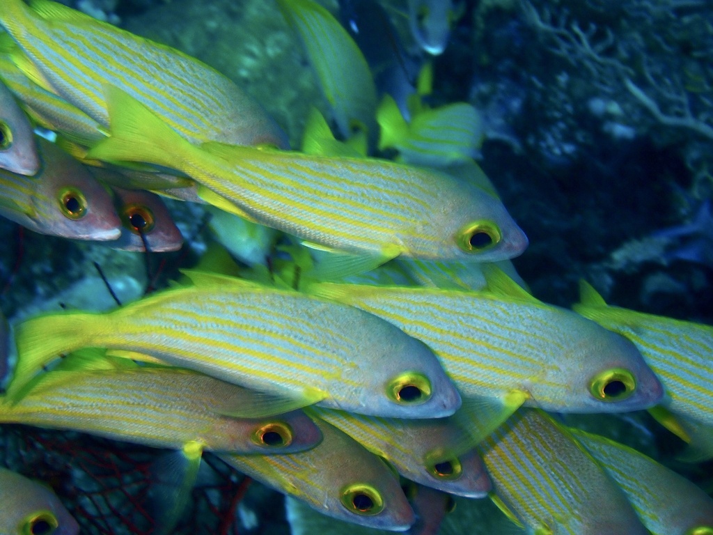 Golden-lined Snapper