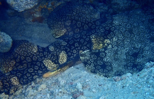 Tasselled Wobbegong (Eucrossorhinus dasypogon)