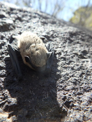 Parastrellus hesperus