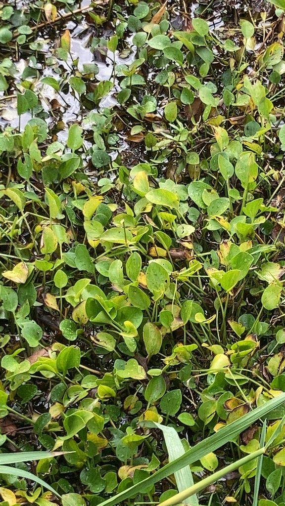 anchored water hyacinth from Brazos Bend State Park, Needville, TX, US