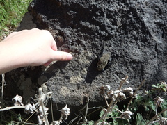 Parastrellus hesperus