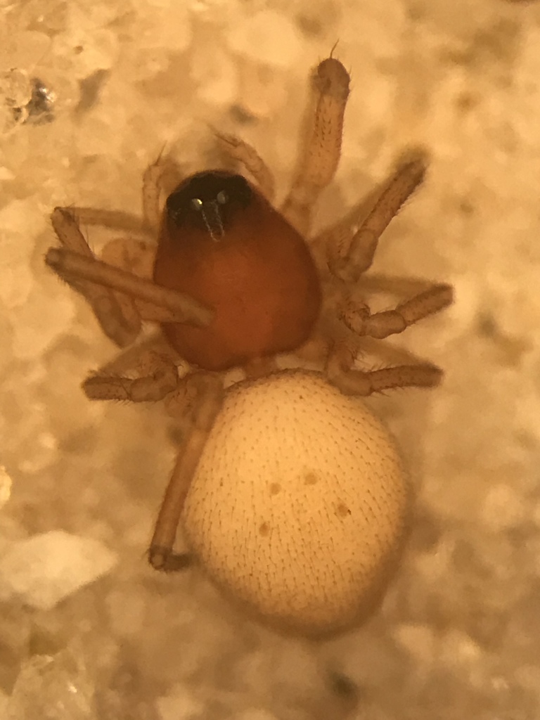 Thick-headed Dwarf Weaver