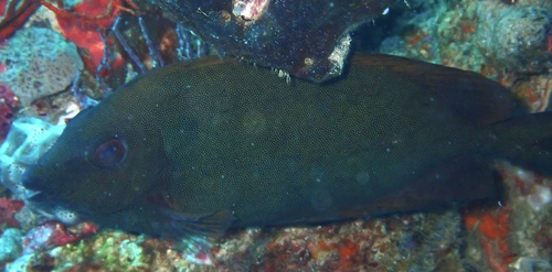 Finespotted Rabbitfish (Siganus punctatissimus)