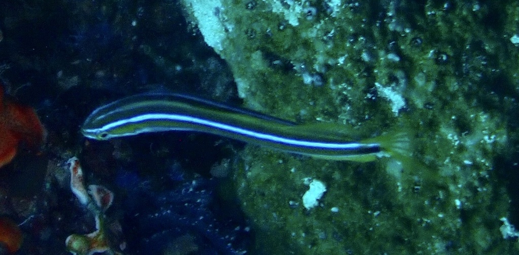Bluestriped blenny