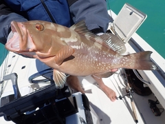 Epinephelus morio