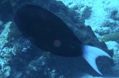 オハグロハギ