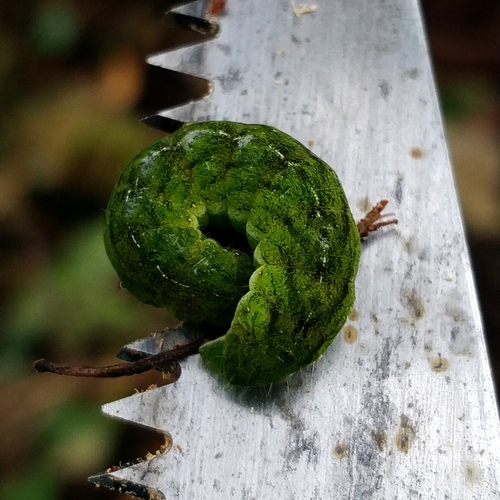 Phlogophora meticulosa