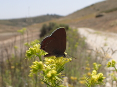 Satyrium esculi