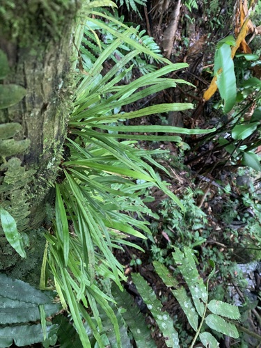 Polytaenium feei