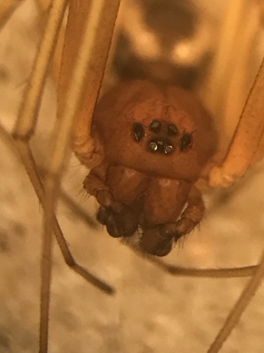 Bowl-and-doily Spider