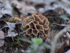 Morchellaceae
