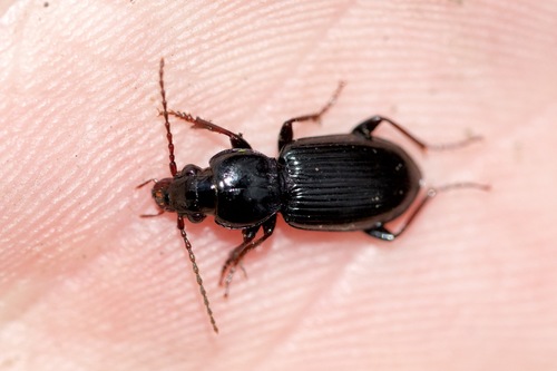 Pterostichus caudicalis