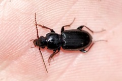 Pterostichus caudicalis