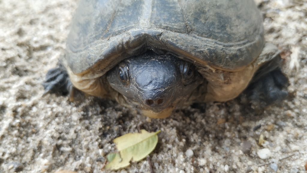 サルヴィンオオニオイガメ