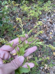 Solidago delicatula