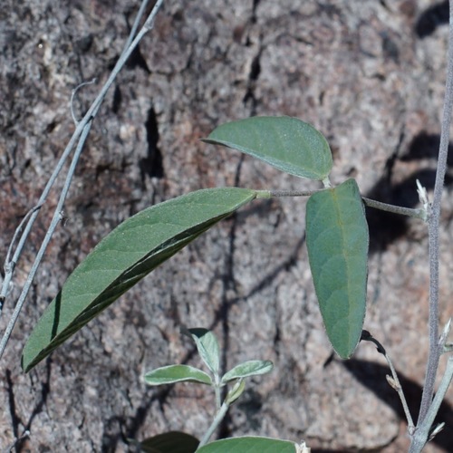 Image of Galactia wrightii by (c) Andrew Tree, some rights reserved (CC BY)