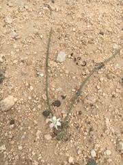 Muilla coronata