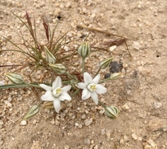 Muilla coronata