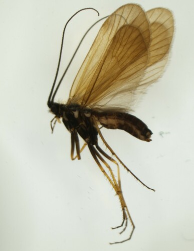 Drusus trifidus