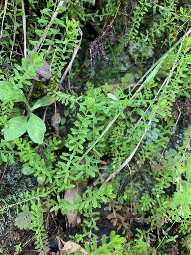 Hypericum diosmoides