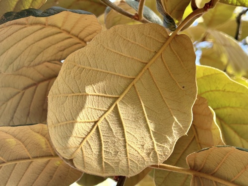 Quercus mcvaughii