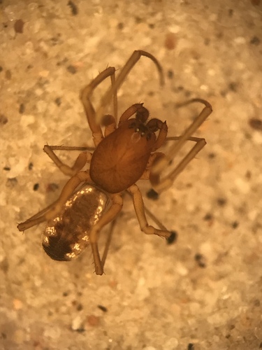 Bowl-and-doily Spider
