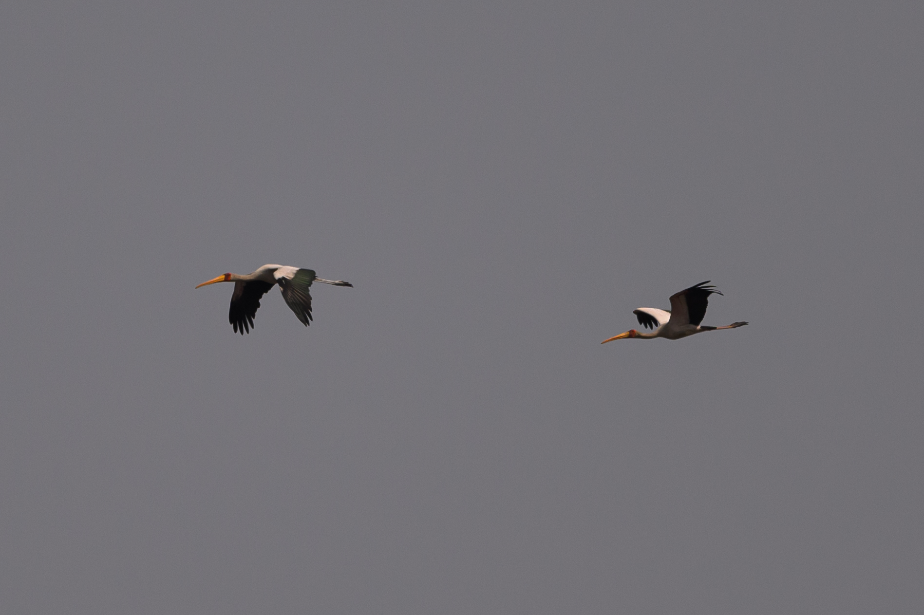 Yellow-billed Stork