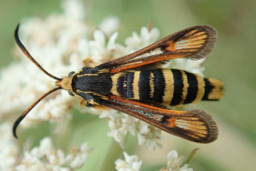 Bembecia iberica