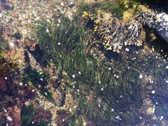 Phyllospadix scouleri