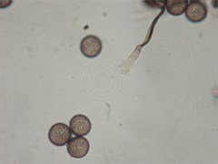 Paradiachea caespitosa