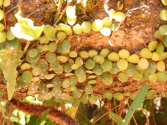 Medinilla sedifolia