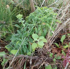 Erysimum concinnum