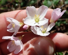 Cardamine nuttallii