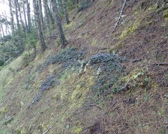 Ceanothus gloriosus gloriosus