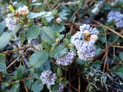 Ceanothus gloriosus gloriosus