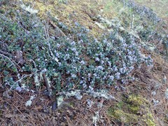 Ceanothus gloriosus gloriosus