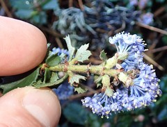 Ceanothus gloriosus gloriosus