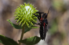 Apiomerus californicus