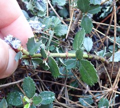 Ceanothus gloriosus gloriosus