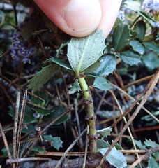 Ceanothus gloriosus gloriosus